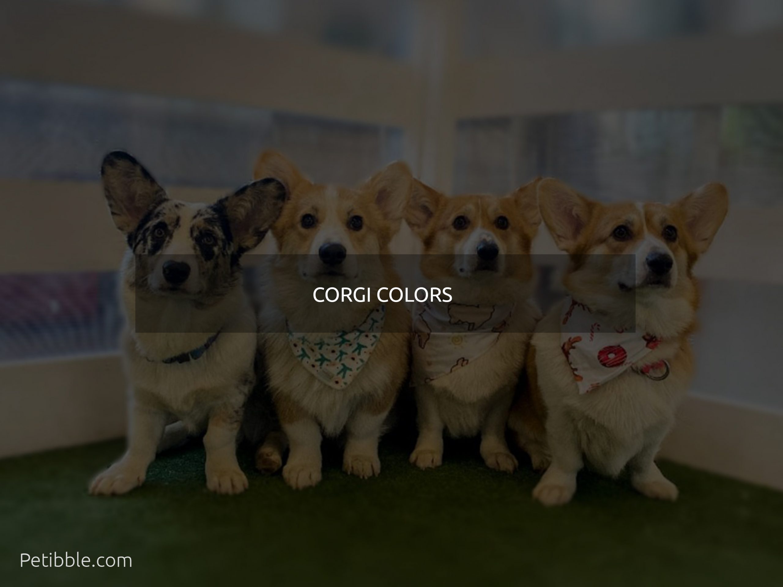 Corgi Colors