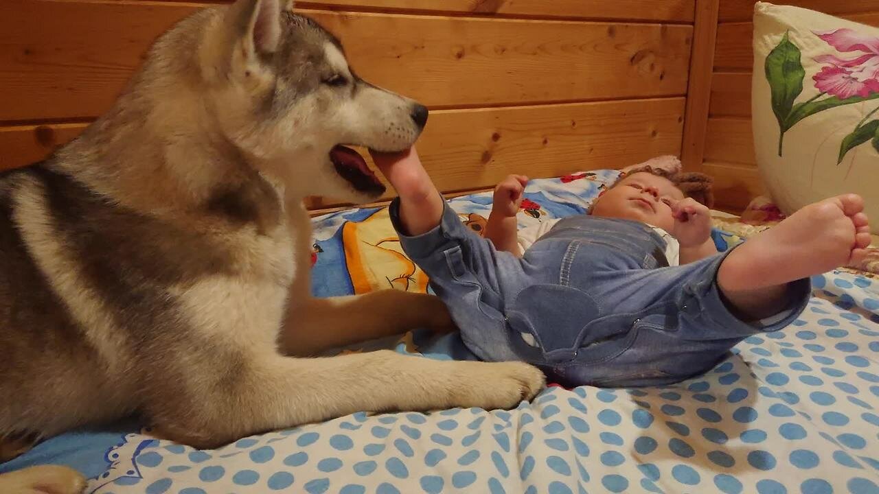 are siberian huskies good with small kids