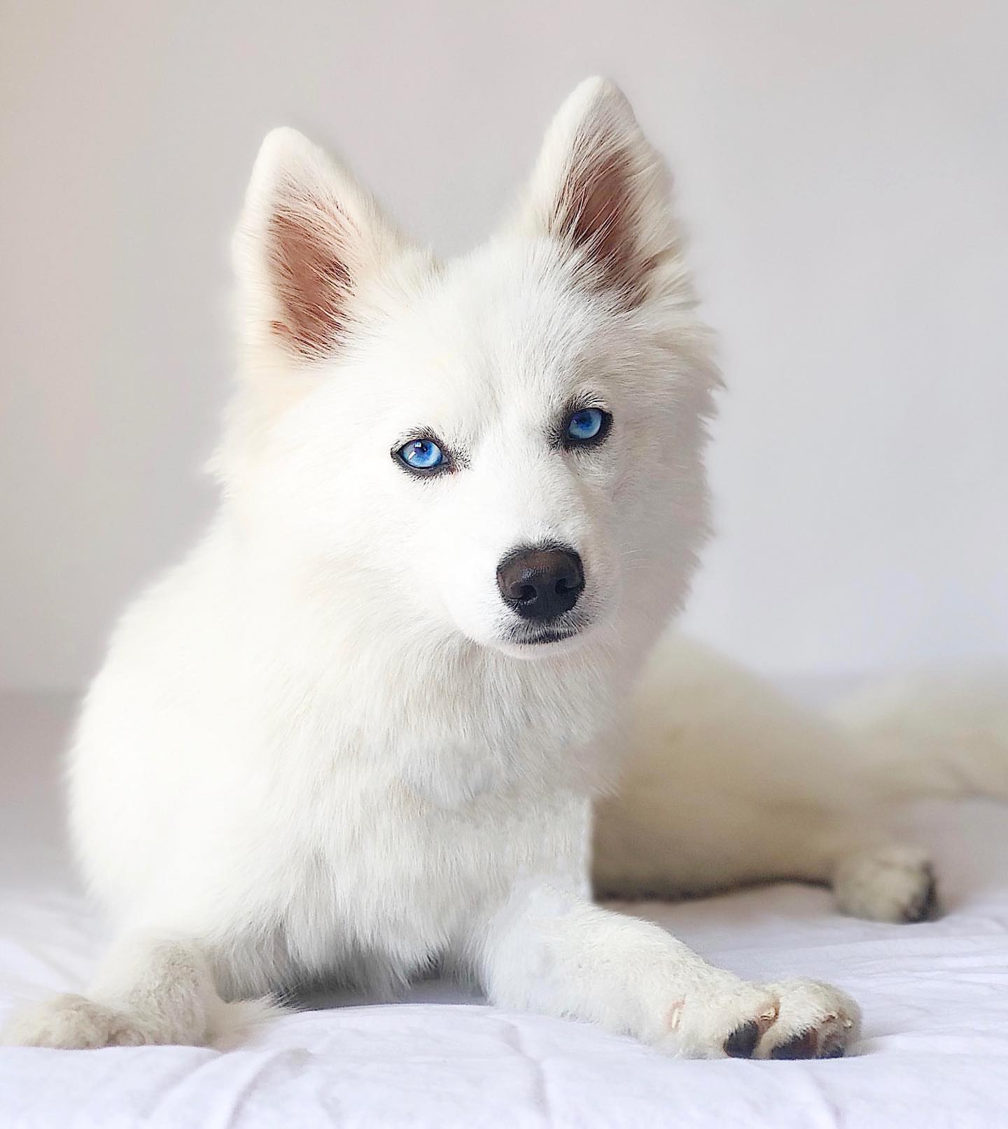 Small Husky mixes : loyal nature, cuddlable and beautiful I Petibble
