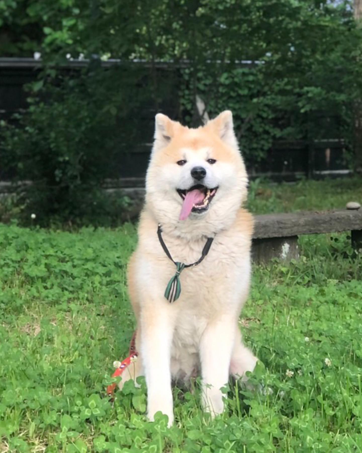 What is a Japanese Akita dog‌‌? 