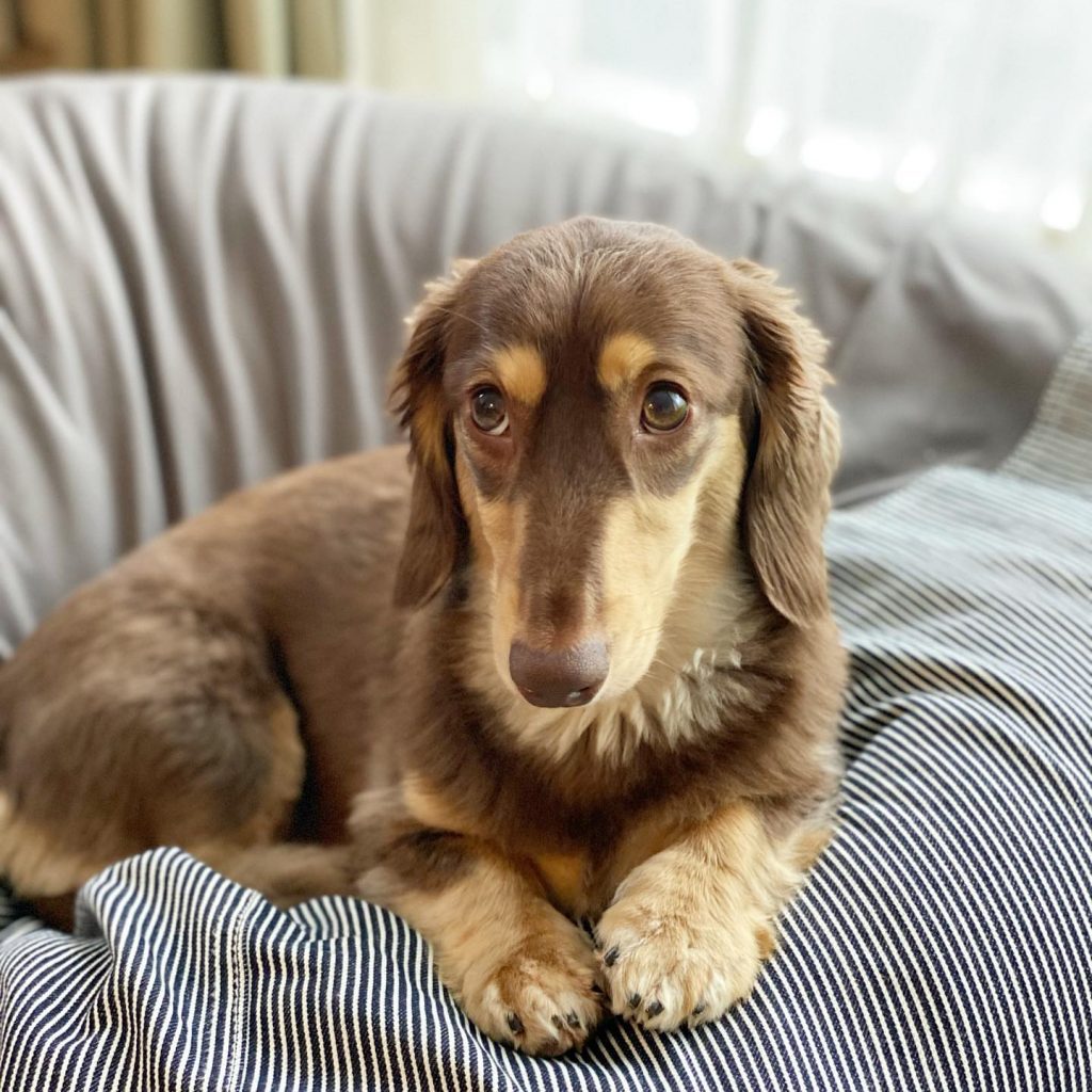 Dachshund Bloodhound Mix 🐶 - Affectionate dog breed I Petibble