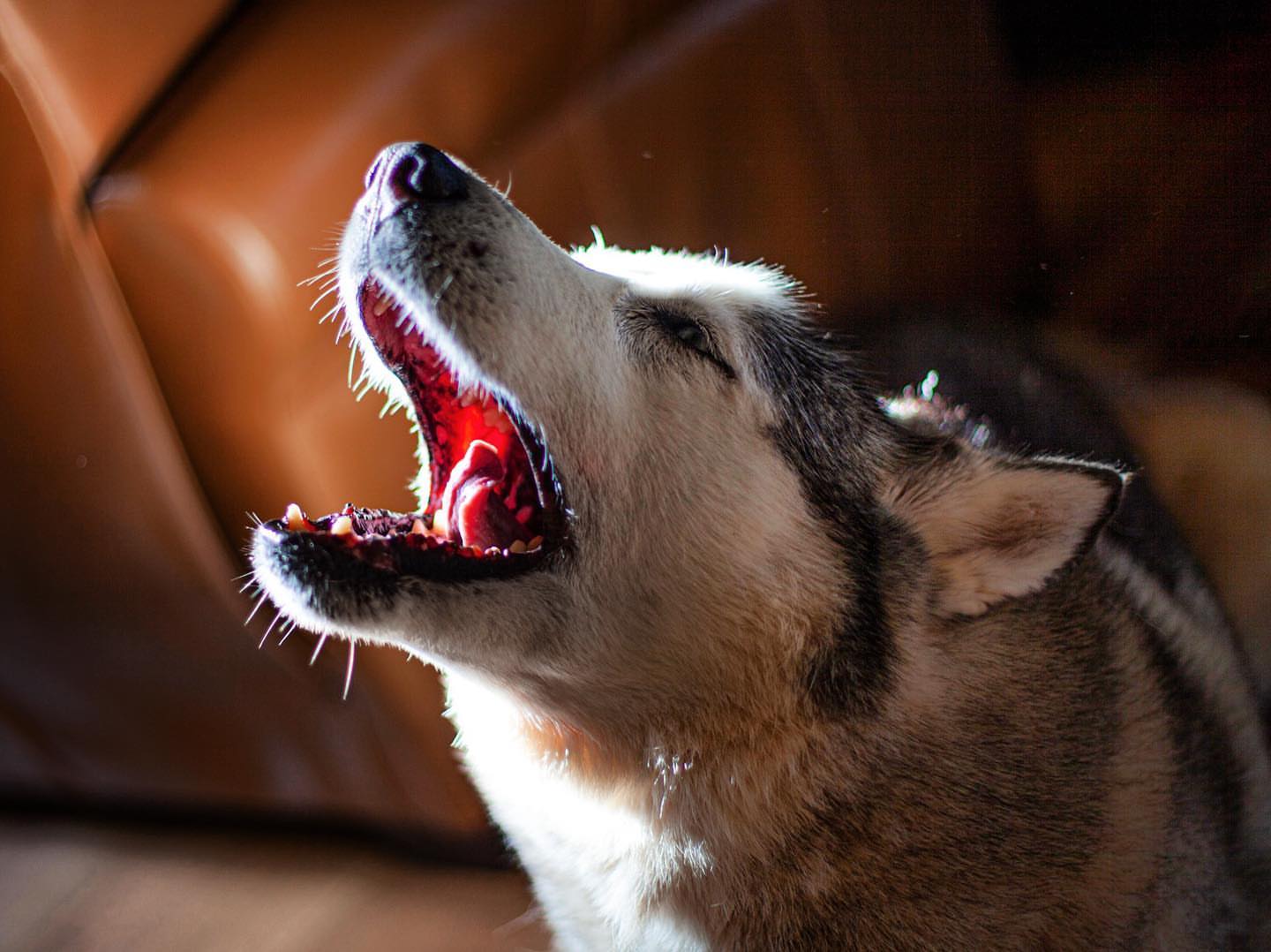 are huskies just mouthy